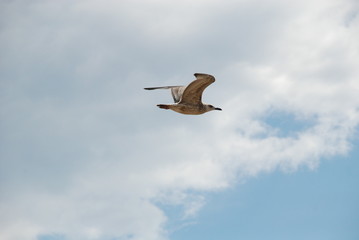 seagull flying in the sky with clouds