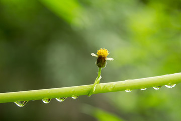 Water drops on beautiful leaf in garden 