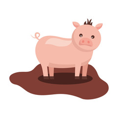 cute pig animal domestic