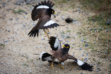 Birds Fighting