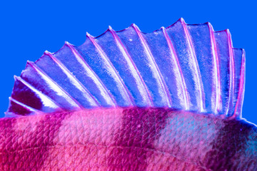 Perch fish fins in blue and pink color © schankz