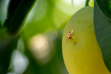 Guava fruit fly or Fruit flies Insect pests are destroying the farmer's productivity by penetrating the fruit into a wound.