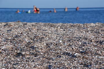 seashell coast