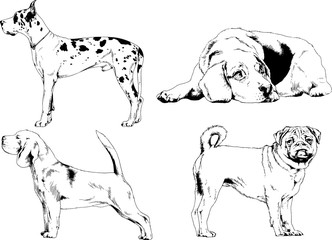 vector drawings sketches pedigree dogs in the racks drawn in ink by hand , objects with no background