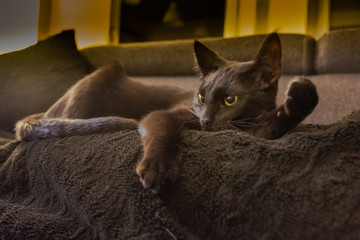 kocica © barty999