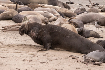 Northern Elephant Seal bulls (Mirounga angustirostris) rest on the beach during mating season, at Ano Nuevo State Park and preserve, along the Pacific Coast of California, in Pescadero.  
