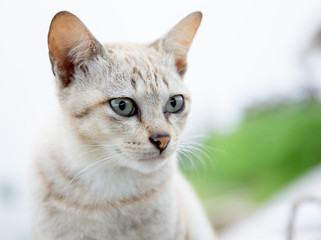 The white cat portrait