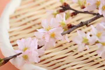 Cherry blossom 桜とざる