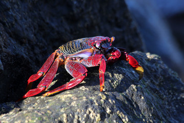 rote_Klippenkrabbe