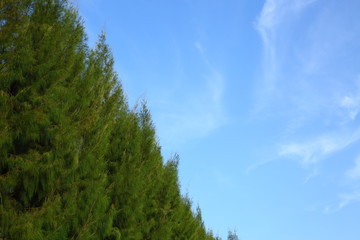 green pine tree in the park