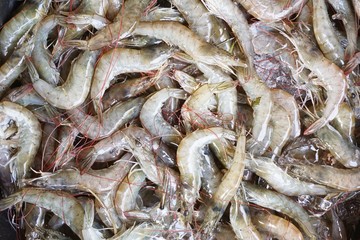 fresh shrimp at the market