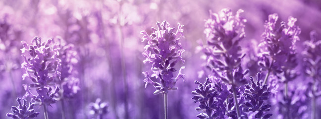 Panorama field lavender morning