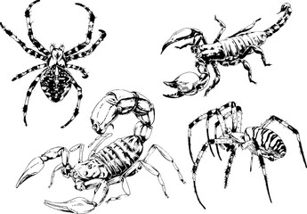 vector drawings sketches different insects bugs Scorpions spiders drawn in ink by hand , objects with no background