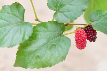 Mulberry group hanging on  the branch of tree ,  healthy berry fruit nature patterns background