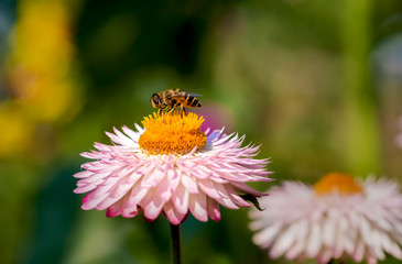 The little bee is on the flower.