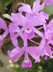 Inflorescence of colorful purple dendrobium orchid flowers field blooming nature patterns in garden