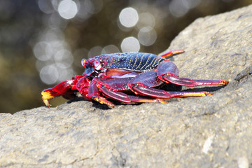 rote_Klippenkrabbe