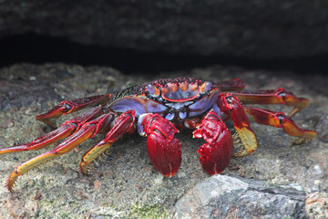 rote_Klippenkrabbe