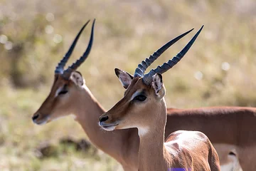 Foto auf Acrylglas Antilope Impalas