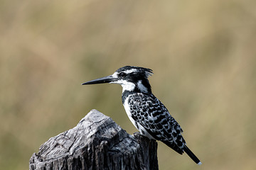 Pied Kingfisher