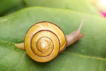 Snail on a green leaf.Nature floral and insect background. yellow spiral snail in the garden in the bright rays of the sun