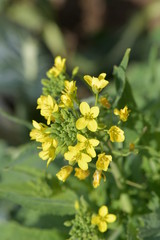 菜の花