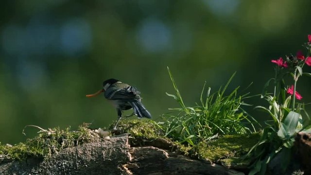 Birds are eating insects