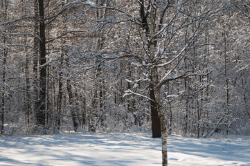 Winter landscape with a park