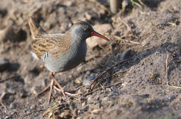 A stunning secretive Water Rail (Rallus aquaticus) searching for food along the bank of a lake.	