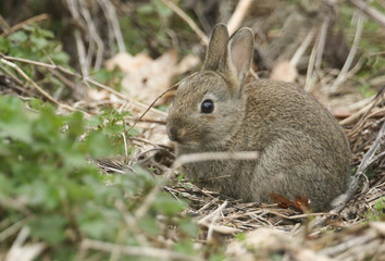 Naklejka na ściany i meble A cute baby Wild Rabbit (Orytolagus cuniculus) feedung in the undergrowth.