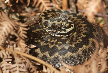 A beautiful Adder (Vipera berus) snake just out of Hibernation basking in the morning sunshine.	