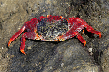 rote_Klippenkrabbe