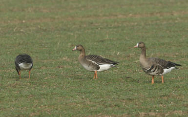 Three pretty winter visiting White-fronted geese,  Anser albifrons, feeding in a farmers field in the UK.
