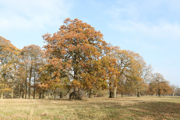 A landscape view of  magnificent Oak Trees in the UK in autumn colors.	