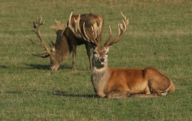 A magnificent Red Deer Stag (Cervus elaphus) lying down on the grass bellowing during rutting...