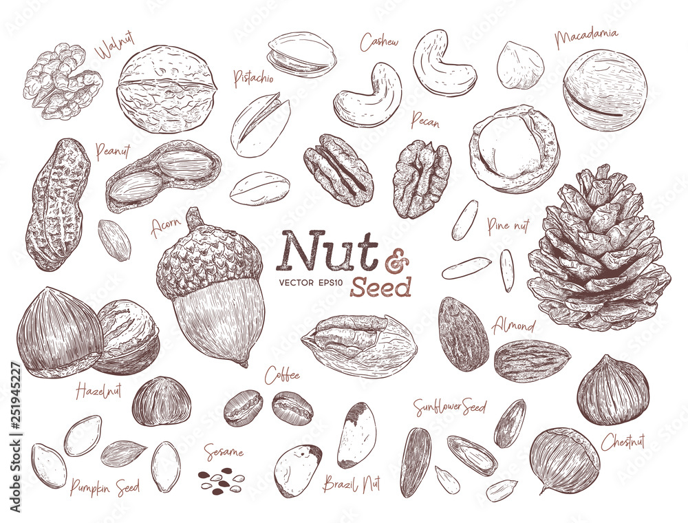 Wall mural nut and seed collection, hand draw vector.