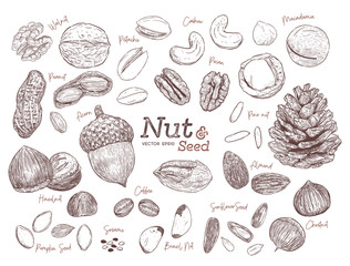 Fototapeta na wymiar Nut and seed collection, hand draw vector.