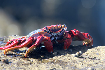 rote_Klippenkrabbe