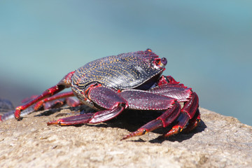 TIERE_6503_rote_Klippenkrabbe