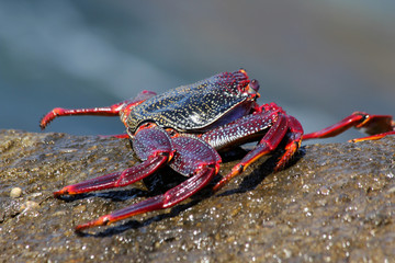 rote_Klippenkrabbe