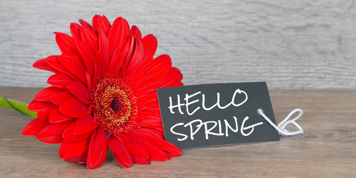 hello spring, greetings card with gerbera flowers