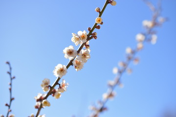 梅の花