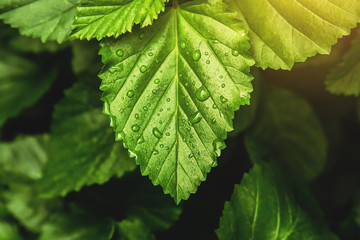 Beautiful grass leaf with water drop in garden 
