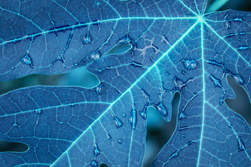 Beautiful grass leaf with water drop in garden 