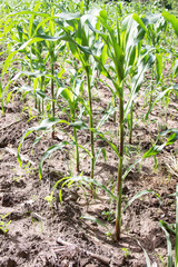 corn tree in farm 