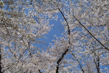 Obraz premium Cherry blossoms and blue sky