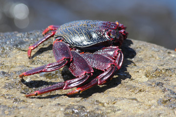 rote_Klippenkrabbe