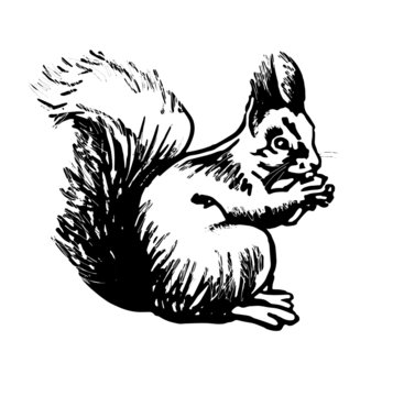 Squirrel. Stylized Line Drawing