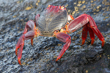 rote_Klippenkrabbe