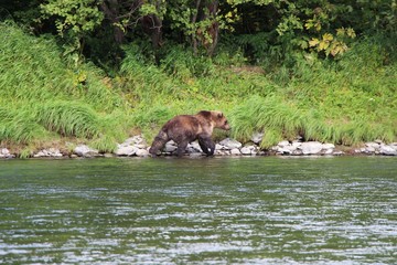 Naklejka na ściany i meble Large wild kamchatka brown bear (Ursus arctos beringianus), also known as the Far Eastern brown bear, walks on the coast of the Bystraya Malkinskaya river on the Kamchatka Peninsula, Russia.